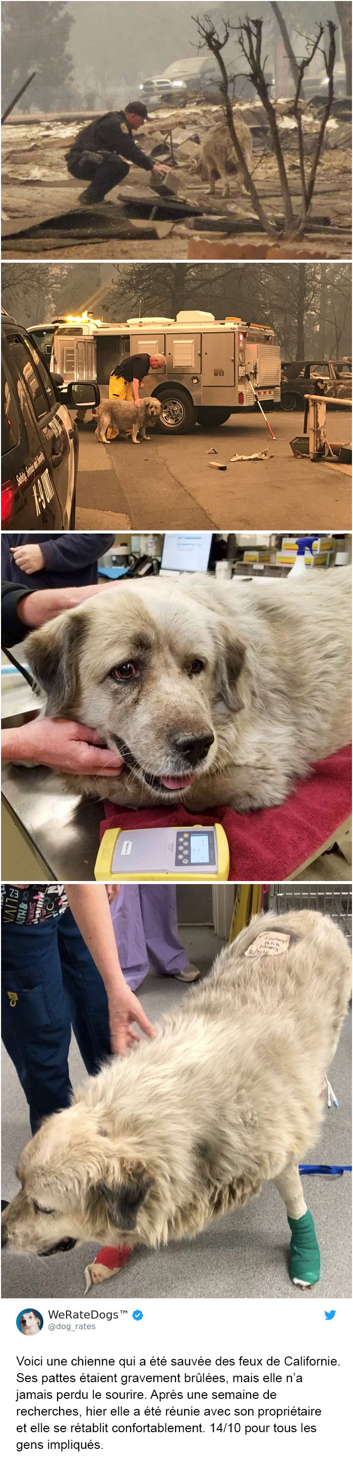 22 fois où des gens ont demandé que lu0027on note leurs chiens et ont 