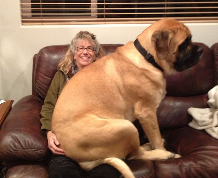 33 chiens qui ne réalisent pas à quel point ils sont énormes et pensent qu’ils sont tout petits