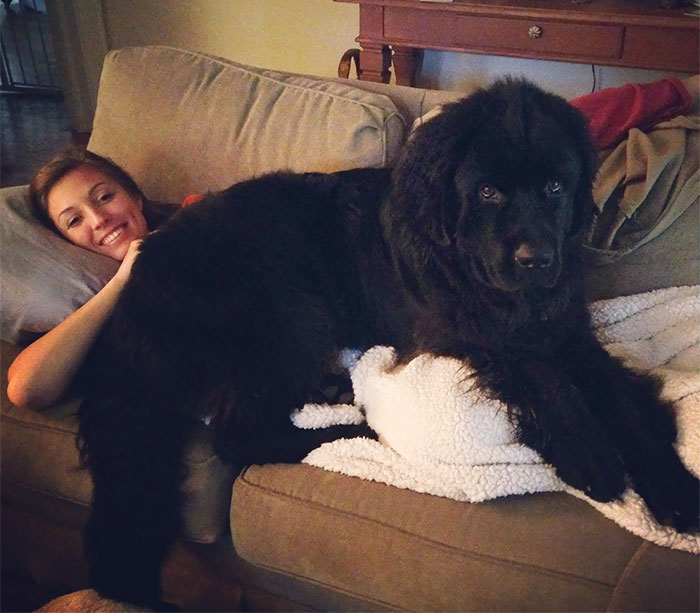 33 chiens qui ne réalisent pas à quel point ils sont énormes et pensent qu’ils sont tout petits