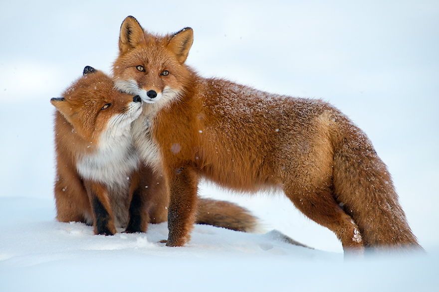 Un mineur russe passe son temps libre à photographier des renards dans le cercle arctique (26 photos)