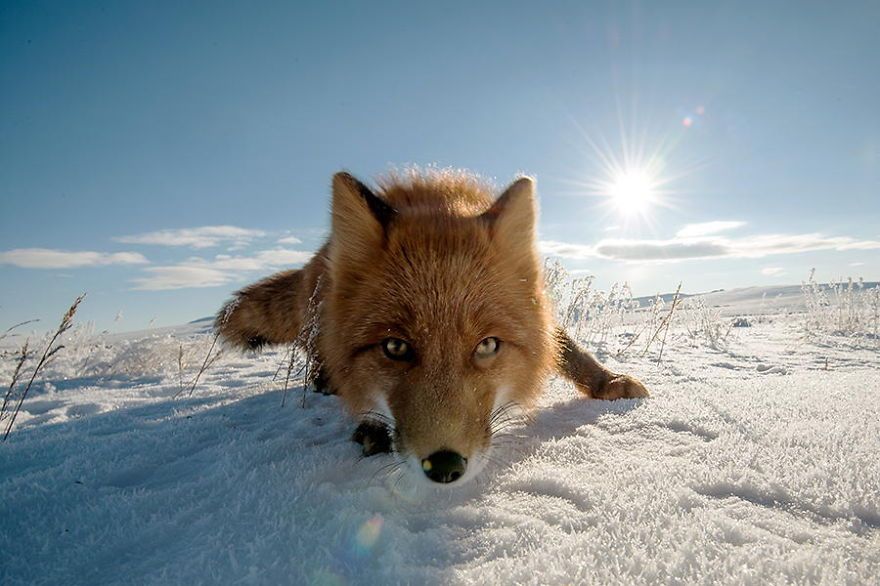 Un mineur russe passe son temps libre à photographier des renards dans le cercle arctique (26 photos)
