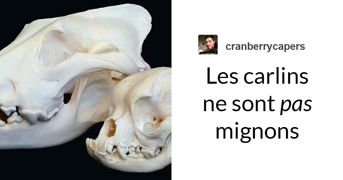 « Les carlins ne sont pas mignons, ce sont des animaux difformes et malades qui ne devraient pas exister » : ce message pourrait changer votre façon de voir les carlins