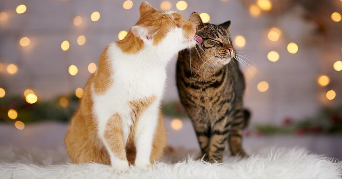 Je Photographie Mon Chat Sans Yeux Qui Voit Avec Les Yeux Du Coeur 25 Photos Ipnoze Je Photographie Mon Chat Sans Yeux Qui Voit Avec Les Yeux Du Coeur 25 Photos Ipnoze