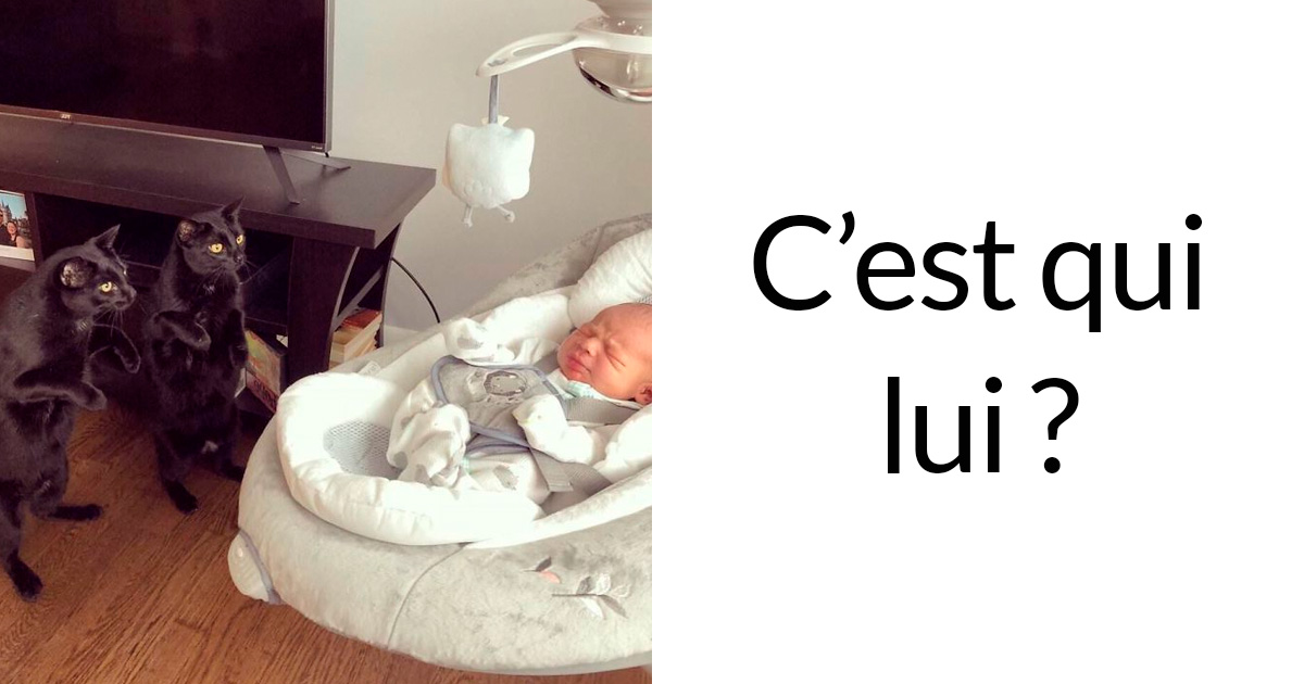 37 fois où des chats nous ont fait rire