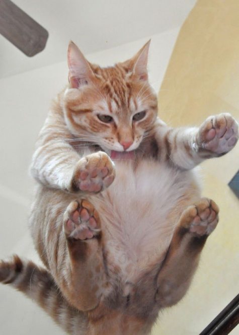 Chat Qui Pète Quand Il Est Content 33 raisons hilarantes pour lesquelles tous les propriétaires de chats