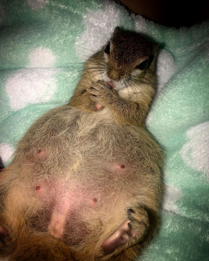 Cet écureuil sauvage a fait un nid pour son bébé dans le tiroir de sa sauveuse et il est trop mignon