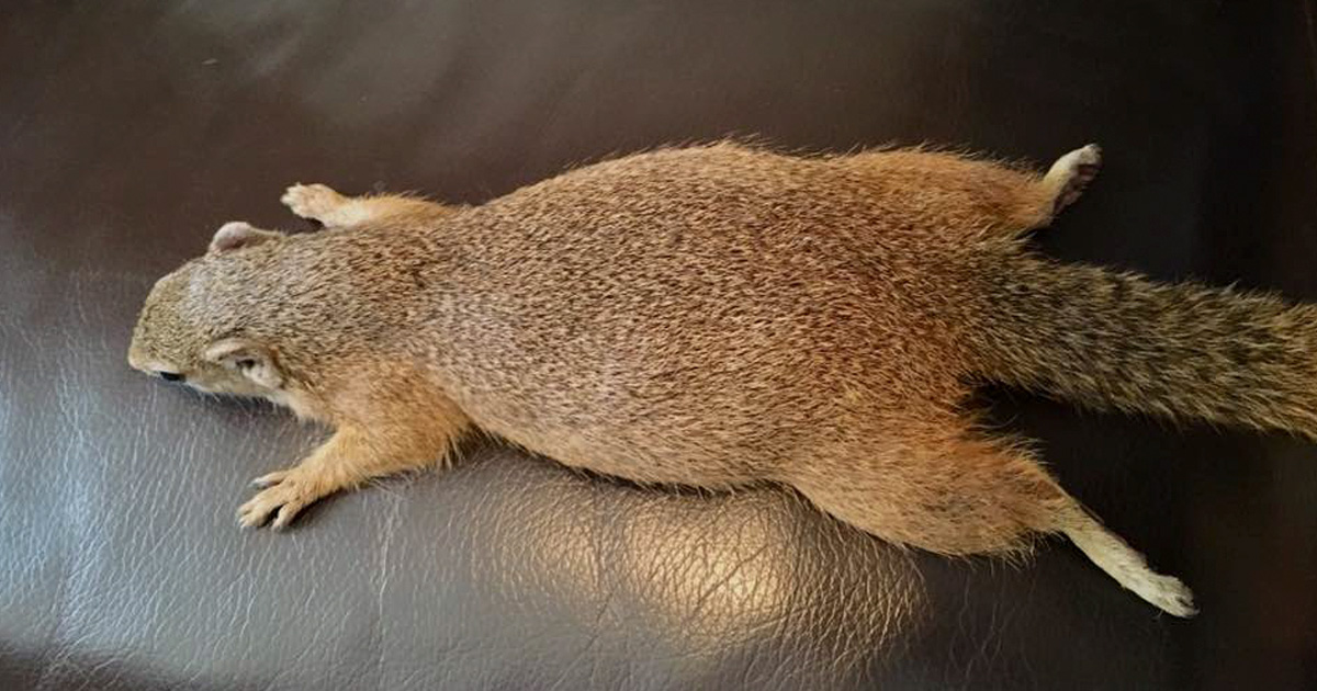 Cet écureuil sauvage a fait un nid pour son bébé dans le tiroir de sa sauveuse et il est trop mignon