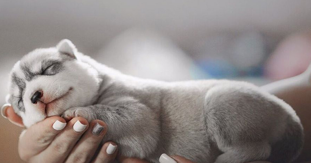 Cette photographe prend des clichés époustouflants de ses huskies et le résultat est si mignon que vous en voudrez un aussi (26 photos)