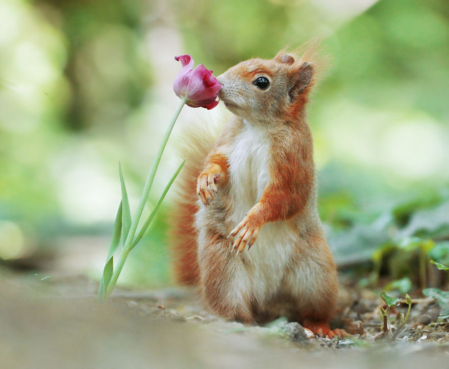 33 photos amusantes d animaux sauvages par un photographe 33 photos amusantes d animaux sauvages par un photographe