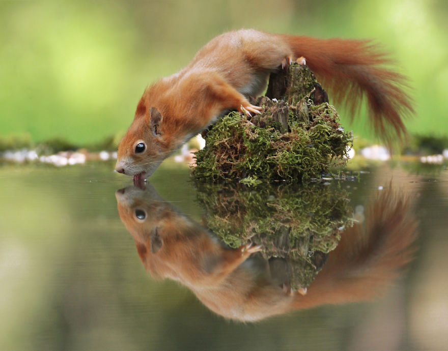 33 photos amusantes d animaux sauvages par un photographe 33 photos amusantes d animaux sauvages par un photographe