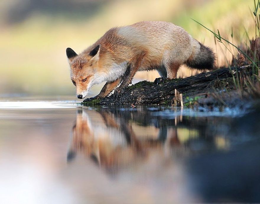 33 Photos Amusantes Danimaux Sauvages Par Un Photographe Autrichien