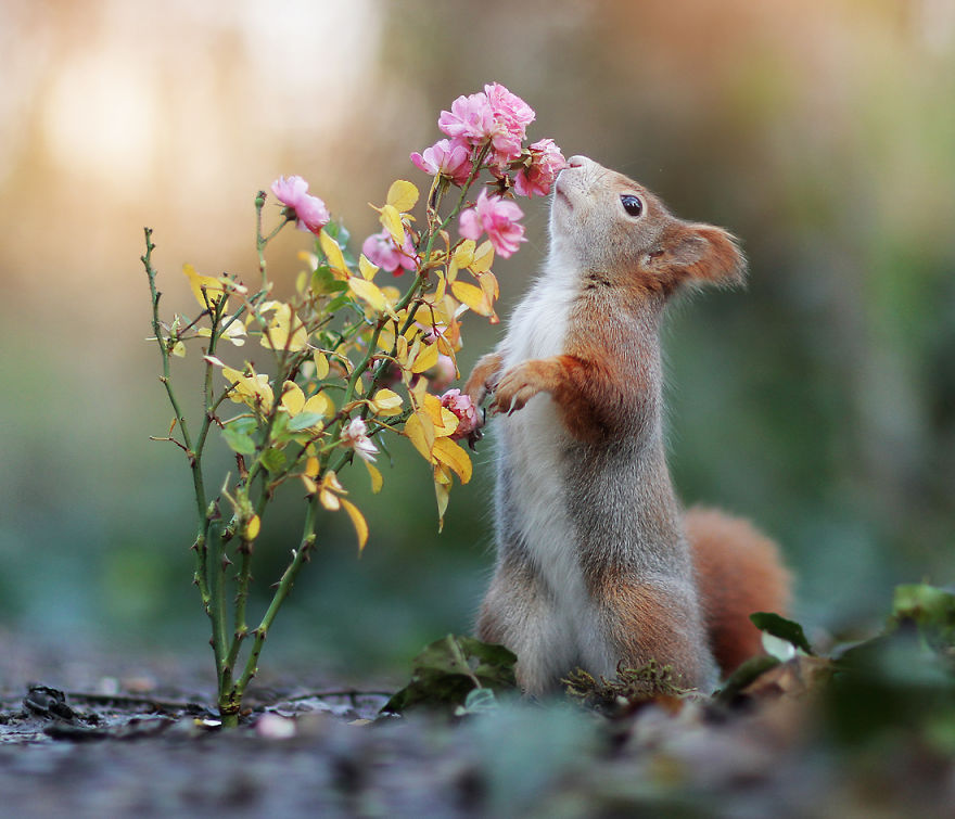 33 photos amusantes d animaux sauvages par un photographe 33 photos amusantes d animaux sauvages par un photographe