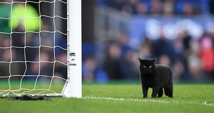 Un chat noir est entré dans un match de football et sans surprise, il a refusé de partir