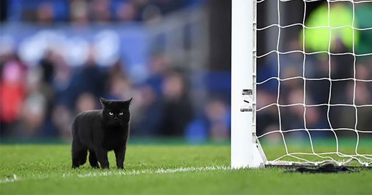 Un chat noir est entré dans un match de football et sans surprise, il a refusé de partir