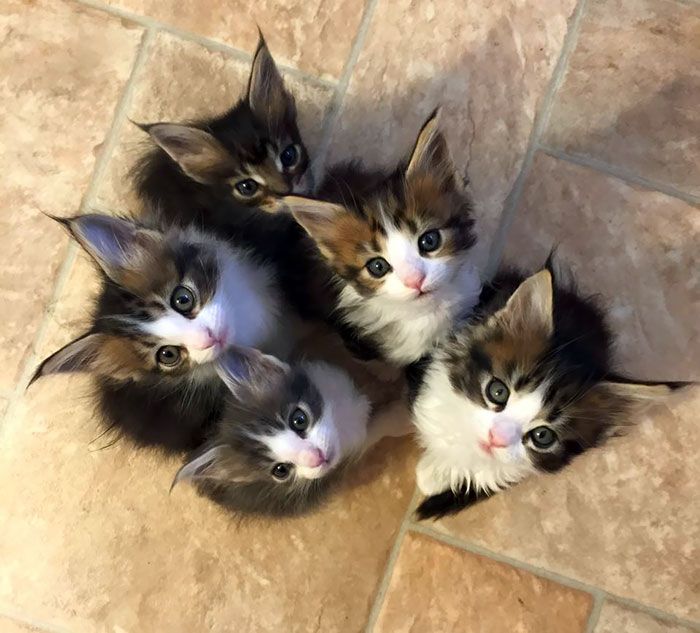 33 Chatons Maine Coons Mignons Qui Sont Reellement Des Geants Sur Le Point De Grandir Ipnoze