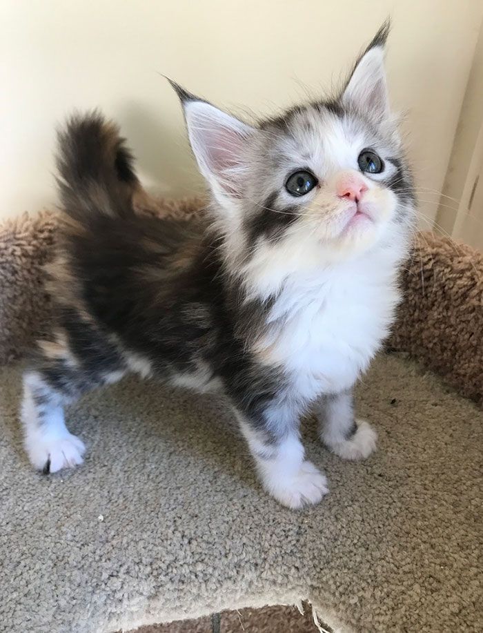 33 Chatons Maine Coons Mignons Qui Sont Reellement Des Geants Sur Le Point De Grandir Ipnoze