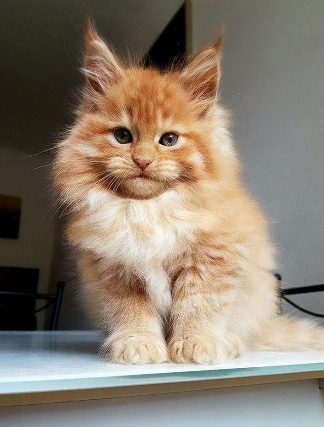 33 chatons Maine coons mignons qui sont réellement des géants sur le