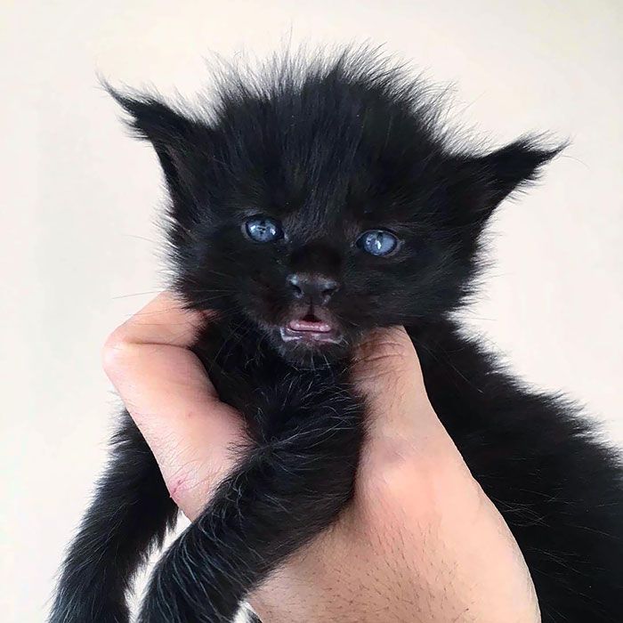 33 Chatons Maine Coons Mignons Qui Sont Reellement Des Geants Sur Le Point De Grandir Ipnoze