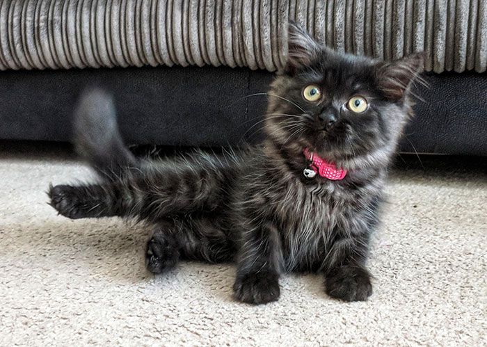 33 Chatons Maine Coons Mignons Qui Sont Reellement Des Geants Sur Le Point De Grandir Ipnoze