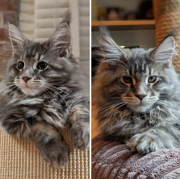 33 Chatons Maine Coons Mignons Qui Sont Reellement Des Geants Sur Le Point De Grandir Ipnoze