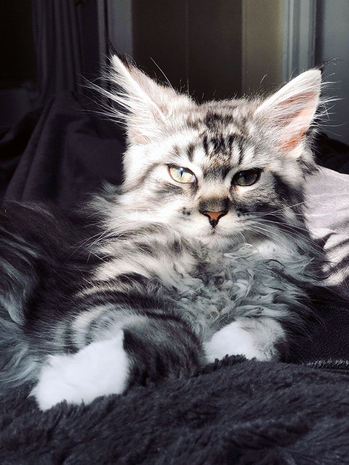 33 Chatons Maine Coons Mignons Qui Sont Reellement Des Geants Sur Le Point De Grandir Ipnoze