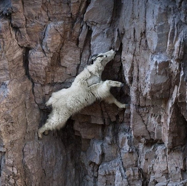 22 photos surprenantes qui prouvent que les chèvres peuvent grimper partout ! By Ipnoze.com Chevres-grimpent-partout-02
