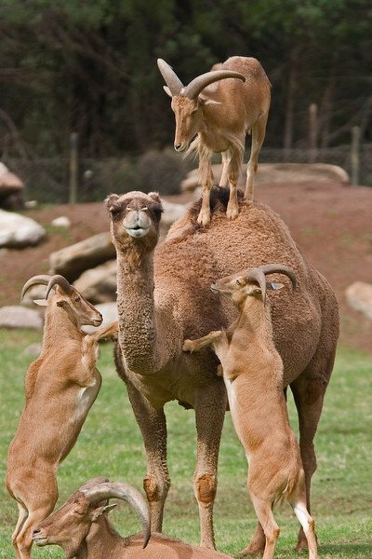 22 photos surprenantes qui prouvent que les chèvres peuvent grimper partout ! By Ipnoze.com Chevres-grimpent-partout-03