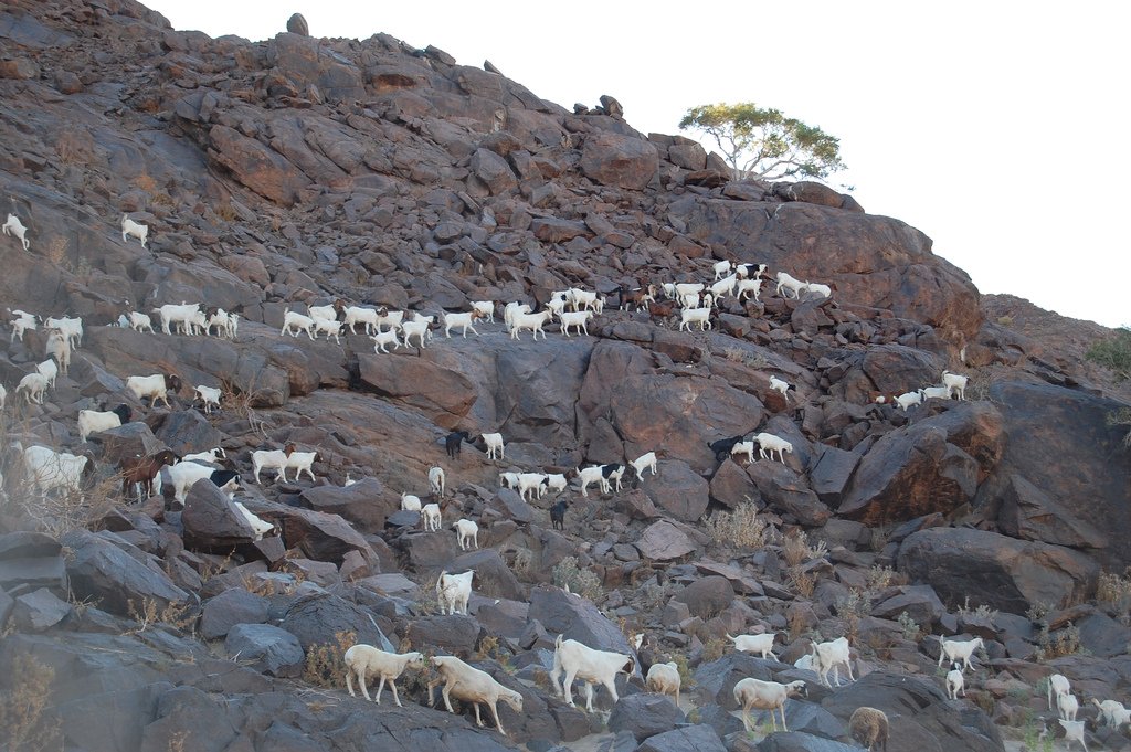 22 photos surprenantes qui prouvent que les chèvres peuvent grimper partout ! By Ipnoze.com Chevres-grimpent-partout-04