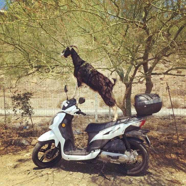 22 photos surprenantes qui prouvent que les chèvres peuvent grimper partout ! By Ipnoze.com Chevres-grimpent-partout-05