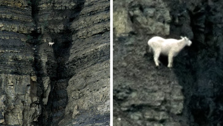 22 photos surprenantes qui prouvent que les chèvres peuvent grimper partout ! By Ipnoze.com Chevres-grimpent-partout-06