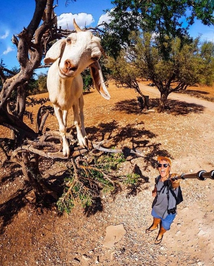 22 photos surprenantes qui prouvent que les chèvres peuvent grimper partout ! By Ipnoze.com Chevres-grimpent-partout-09