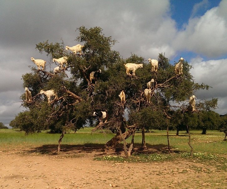 22 photos surprenantes qui prouvent que les chèvres peuvent grimper partout ! By Ipnoze.com Chevres-grimpent-partout-12