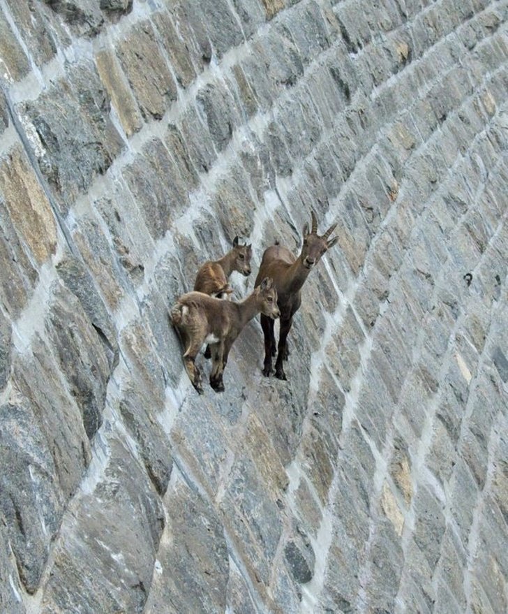 22 photos surprenantes qui prouvent que les chèvres peuvent grimper partout ! By Ipnoze.com Chevres-grimpent-partout-13