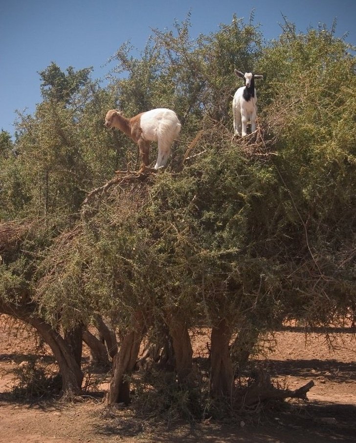 22 photos surprenantes qui prouvent que les chèvres peuvent grimper partout ! By Ipnoze.com Chevres-grimpent-partout-17