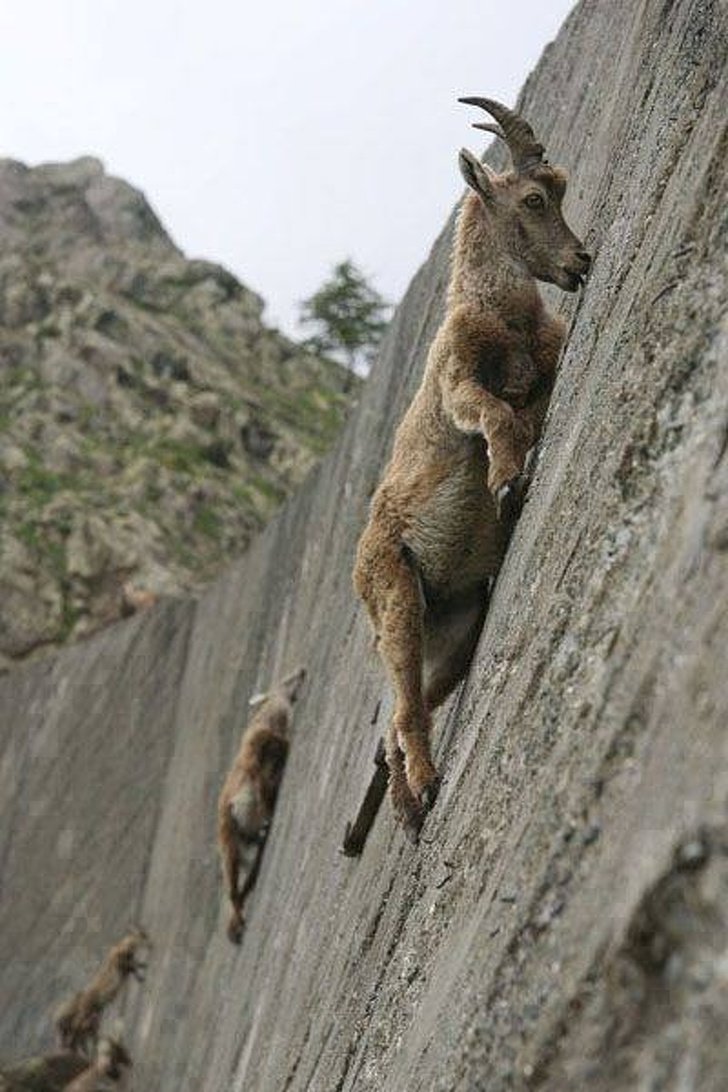 22 photos surprenantes qui prouvent que les chèvres peuvent grimper partout ! By Ipnoze.com Chevres-grimpent-partout-18