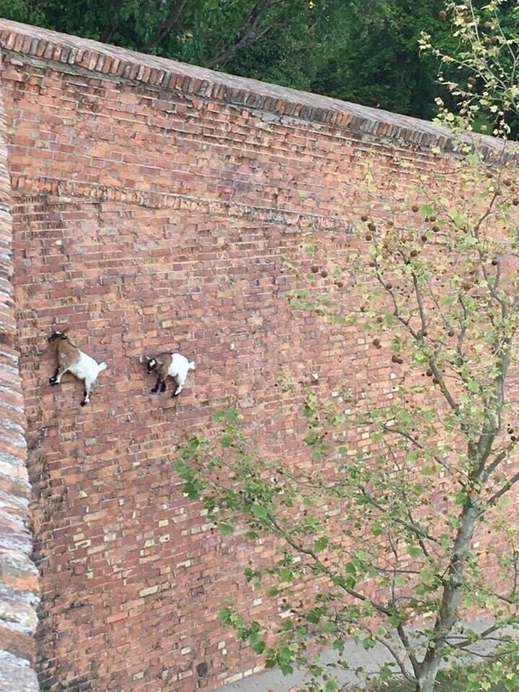 22 photos surprenantes qui prouvent que les chèvres peuvent grimper partout ! By Ipnoze.com Chevres-grimpent-partout-19
