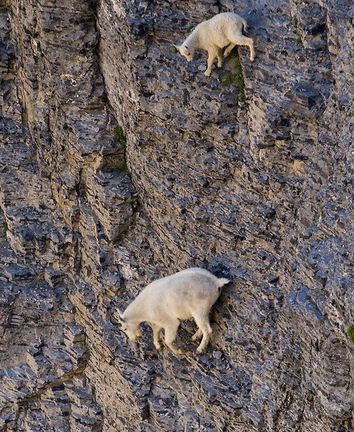 22 photos surprenantes qui prouvent que les chèvres peuvent grimper partout ! By Ipnoze.com Chevres-grimpent-partout-20