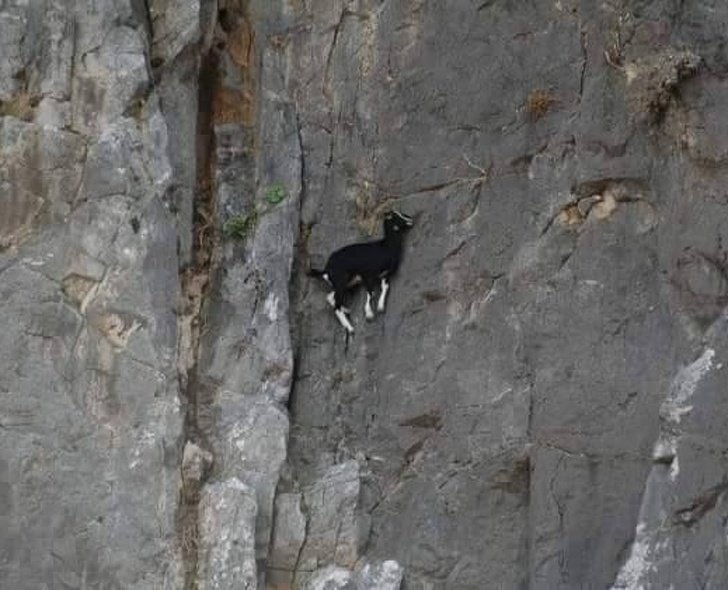 22 photos surprenantes qui prouvent que les chèvres peuvent grimper partout ! By Ipnoze.com Chevres-grimpent-partout-21