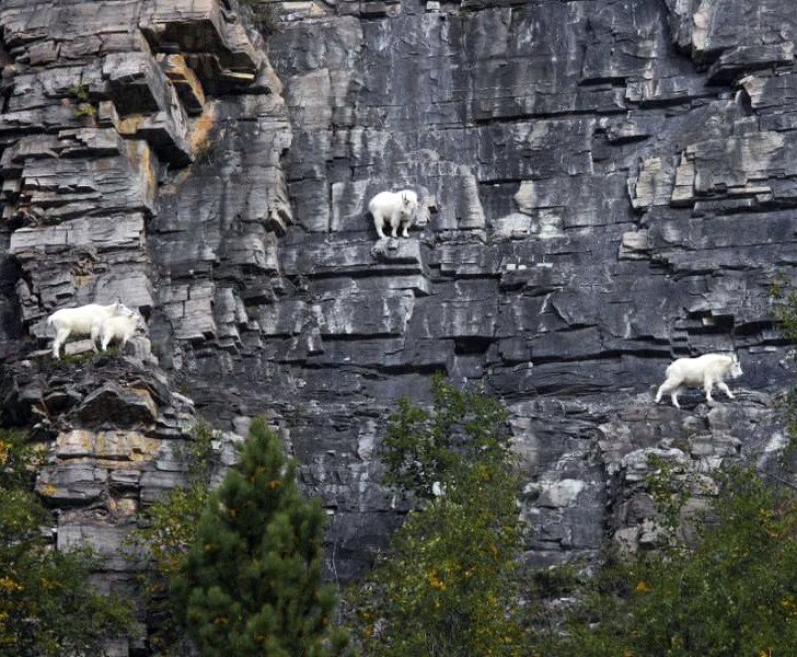 22 photos surprenantes qui prouvent que les chèvres peuvent grimper partout ! By Ipnoze.com Chevres-grimpent-partout-22