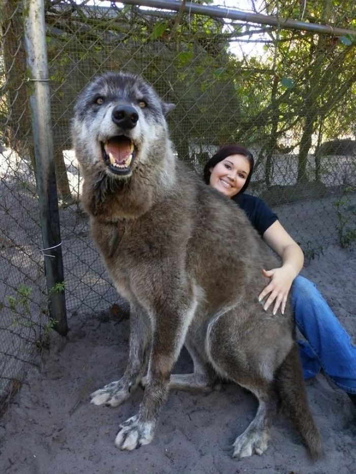 Un Proprietaire A Abandonne Son Chien Loup Dans Un Refuge Qui Euthanasie Les Animaux Lorsqu Il Est Devenu Trop Difficile A Gerer Mais Heureusement Ce Sanctuaire L A Sauve Ipnoze Un Proprietaire A Abandonne Son Chien Loup Dans Un Refuge Qui Euthanasie Les Animaux Lorsqu Il Est Devenu Trop Difficile A Gerer Mais Heureusement Ce Sanctuaire L A Sauve Ipnoze