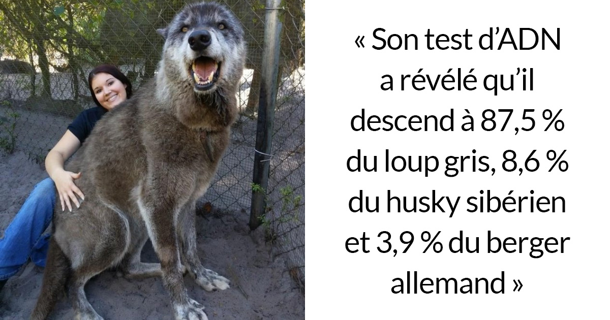 Un Propriétaire A Abandonné Son Chien Loup Dans Un Refuge