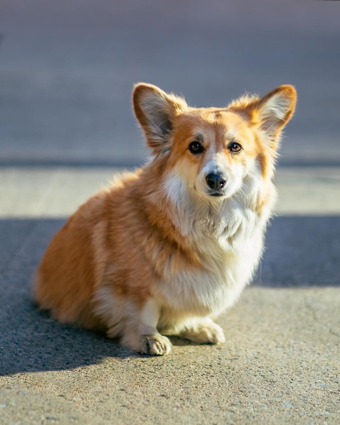 Un corgi est photoshopé dans des affiches de films populaires (13 images)