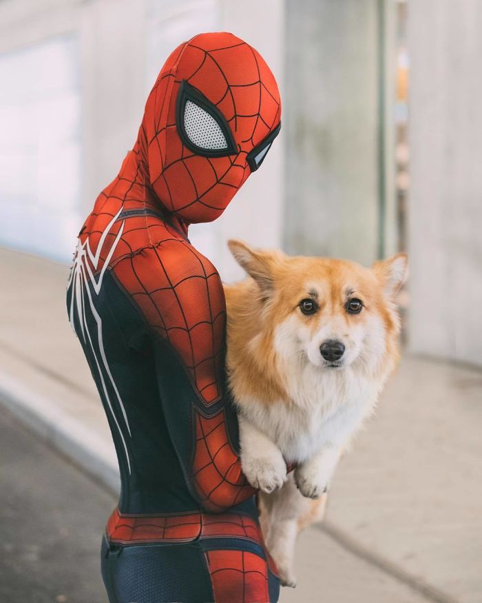 Un corgi est photoshopé dans des affiches de films populaires (13 images)