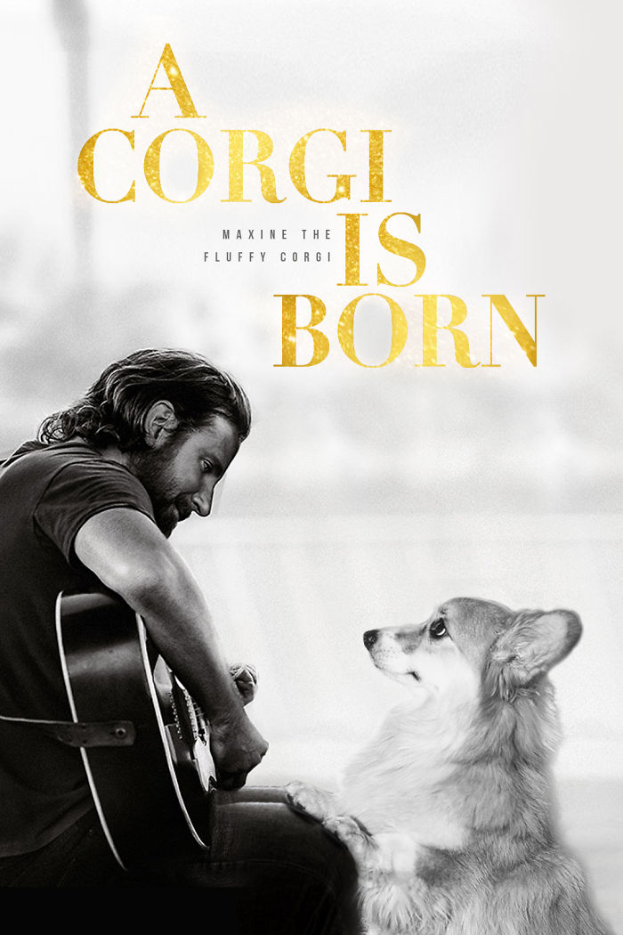 Un corgi est photoshopé dans des affiches de films populaires (13 images)
