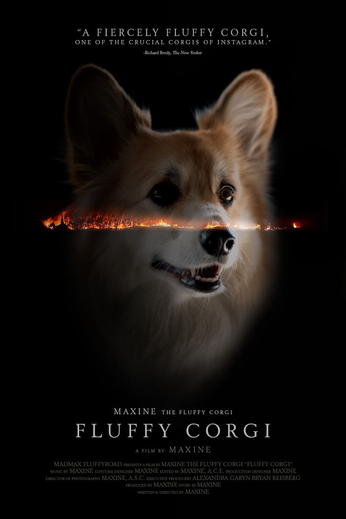 Un corgi est photoshopé dans des affiches de films populaires (13 images)