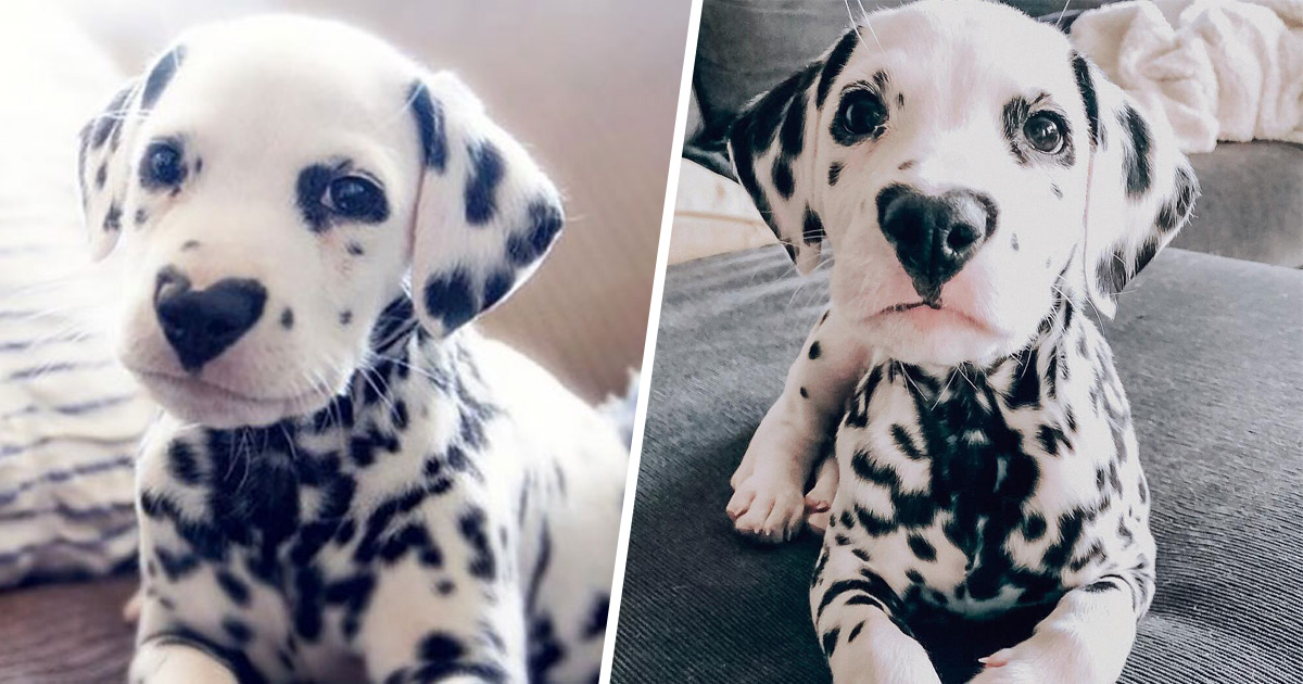 Ce Dalmatien A Le Coeur Sur Le Nez Et Les Gens En Sont Amoureux 27 Images Ipnoze