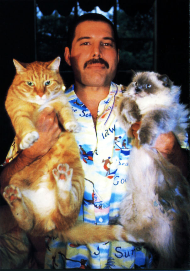 20 photos de Freddie Mercury et ses chats qu’il aimait et traitait comme ses propres enfants ! By Ipnoze.com Freddie-mercury-chats-002