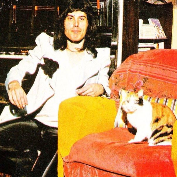 20 photos de Freddie Mercury et ses chats qu’il aimait et traitait comme ses propres enfants ! By Ipnoze.com Freddie-mercury-chats-003