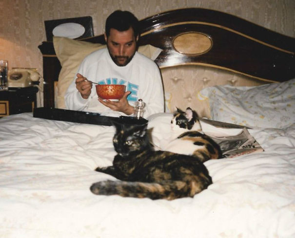 20 photos de Freddie Mercury et ses chats qu’il aimait et traitait comme ses propres enfants ! By Ipnoze.com Freddie-mercury-chats-008