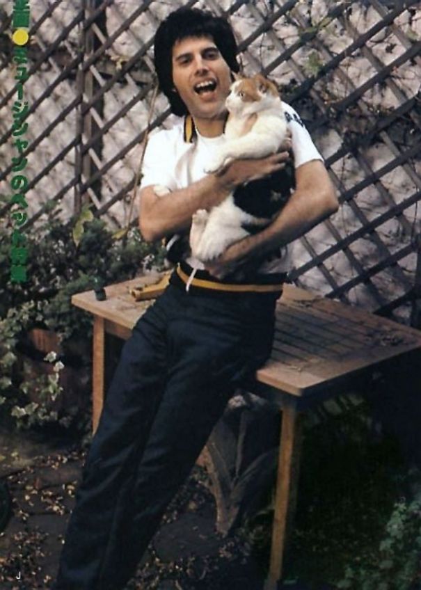 20 photos de Freddie Mercury et ses chats qu’il aimait et traitait comme ses propres enfants ! By Ipnoze.com Freddie-mercury-chats-009